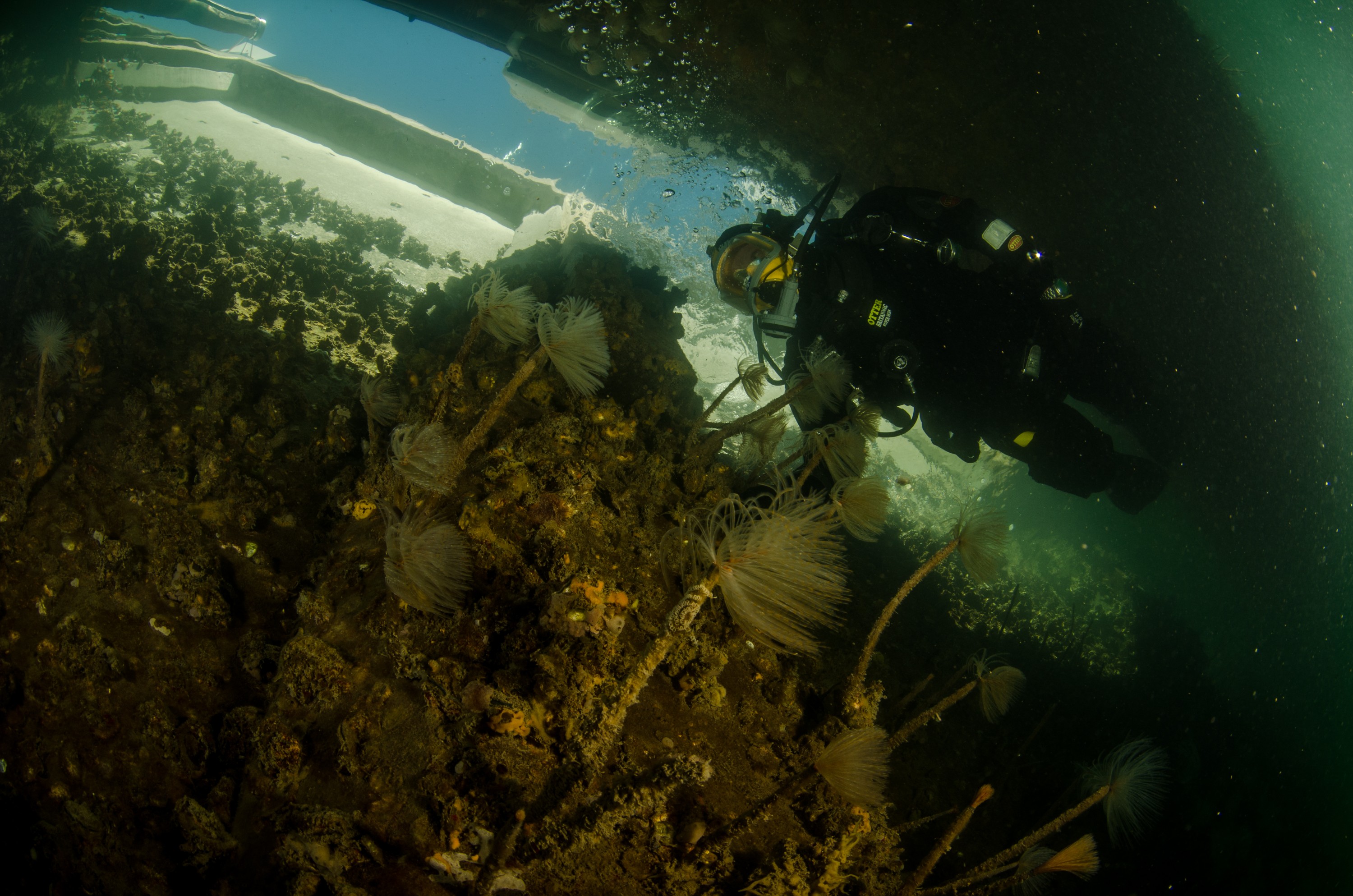 DSC_3055 – Mediterranean, fanworm, Sabella, spallanzanii, marine, pest, Auckland, underwater, crispin, nz, new, zealand, new zealand, fan, worm, marine, pest, invasive, Biosecurity